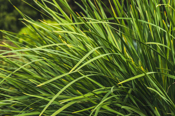close-up shot of green grass on forest meadow