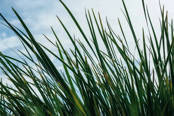 Крупный План Зеленой Травы Перед Облачным Небом — стоковое фото
