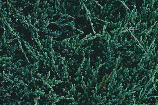 full frame shot of green fir branches for background