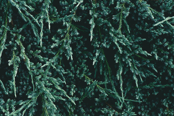 full frame shot of fir branches for background