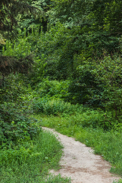 scenic shot rural pathway of green forest