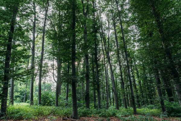 dramatic shot of green forest on cloudy day