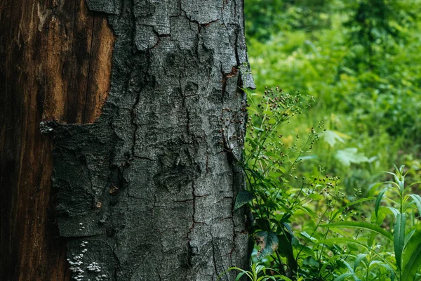 Gros Plan Sur Écorce Arbre Fissurée Dans Forêt — Photo