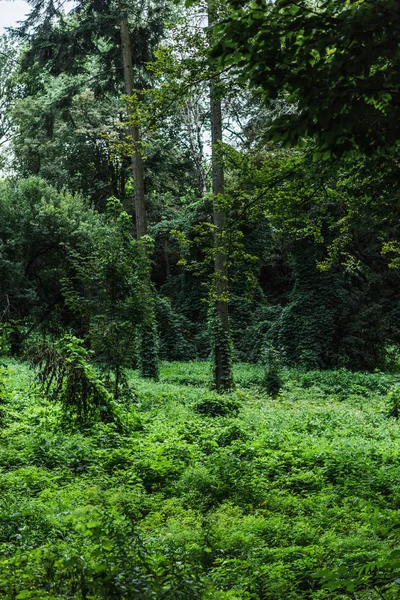 scenic shot of forest with ground covered with green vine