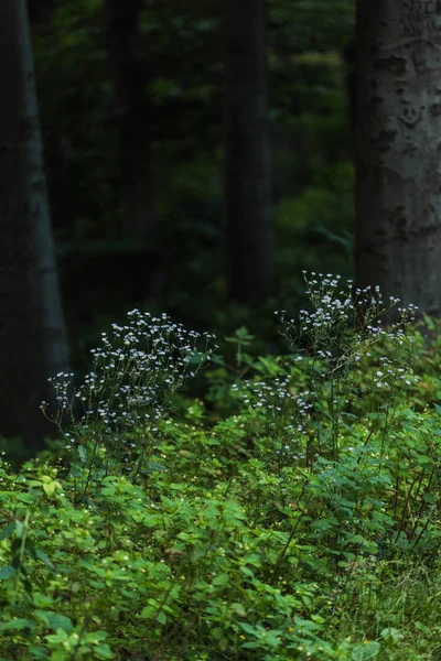 Крупним Планом Знімок Диких Квітів Ростуть Лісі — стокове фото