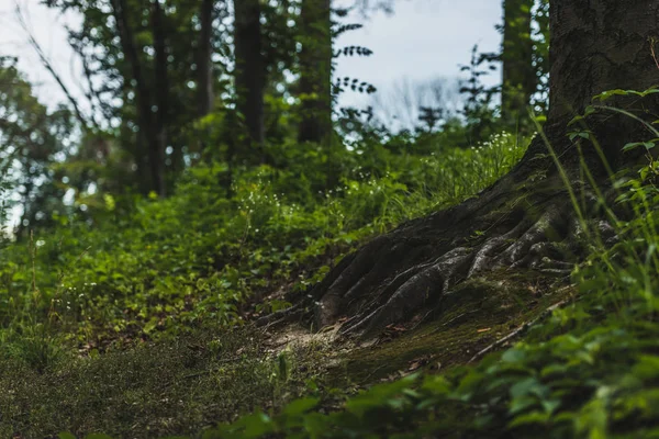 Detailní Záběr Kořeny Stromů Pozemní Pokrytými Mechem Lese — Stock fotografie