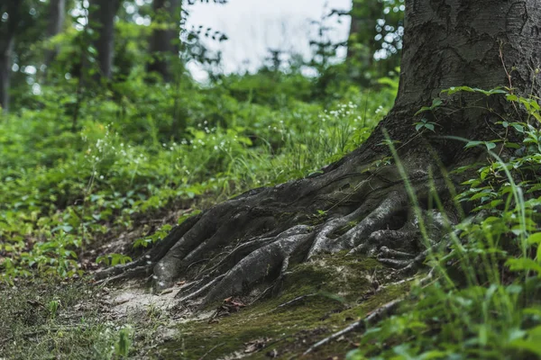 Kořeny Stromů Země Pokryté Mechem Lese — Stock fotografie
