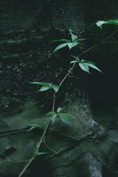 Foto Close Tanaman Merambat Hijau Yang Tumbuh Pada Batang Pohon — Stok Foto