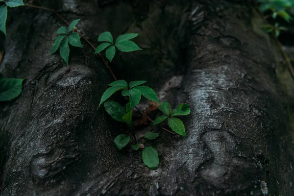 Primo Piano Del Tronco Albero Con Vite — Foto Stock