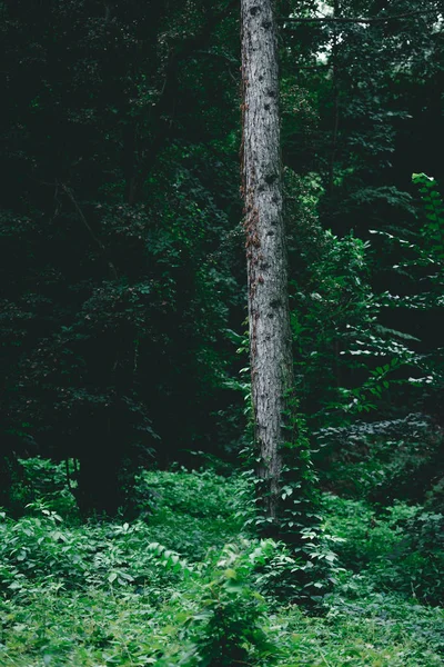 Dramatische Schot Van Pine Boomstam Het Groene Woud — Stockfoto