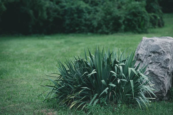 装飾的なブッシュと植物園の草原の岩 — ストック写真