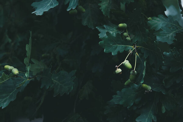 close-up shot of green oak branches with acorns