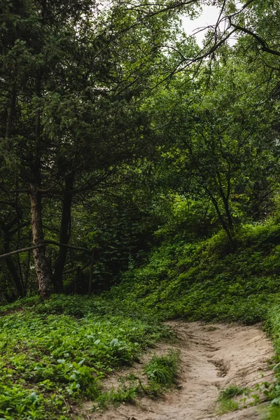 Rural Pathway Beautiful Green Forest Hill — Stock Photo, Image