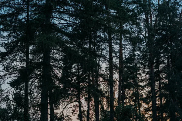 Siluetas Pinos Con Cielo Atardecer Sobre Fondo — Foto de Stock