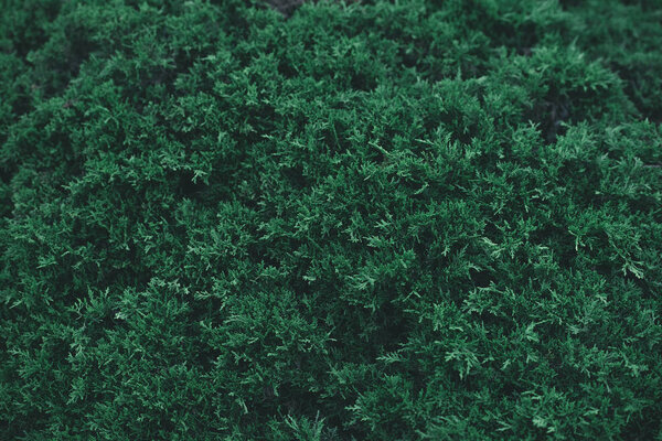 full frame shot of green fir bush for background