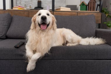 şirin golden retriever koltukta tv uzaktan kumanda ile yalan ve kameraya bakıyor