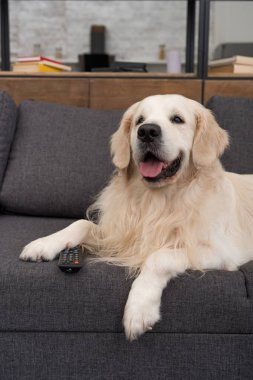 cute golden retriever lying on couch with tv remote control clipart