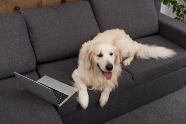 kanepede dizüstü bilgisayar ile yalan sevimli golden retriever yüksek açılı görünüş