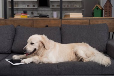 cute golden retriever lying on couch with tablet clipart