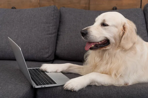 特写镜头 可爱的金色猎犬躺在沙发上与笔记本电脑 — 图库照片