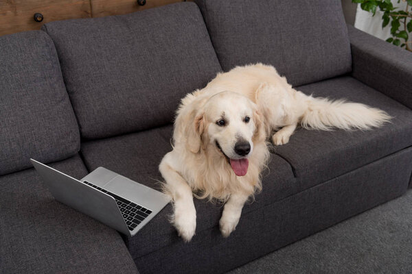 high angle view of adorable golden retriever lying on couch with laptop