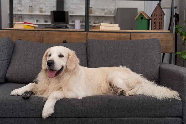 adorable golden retriever lying on couch with remote control