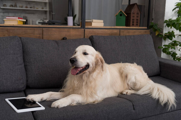 adorable golden retriever lying on couch with tablet
