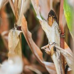 Een rijpe maïs oor in herfst vernietigende veld