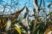 Selektivní fokus podzimní kukuřičné pole a modré nebe