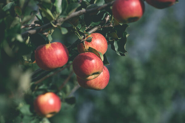 tasty organic red apples on tree branches in garden