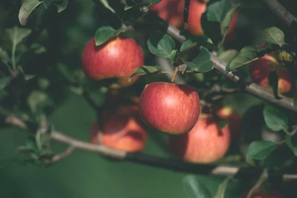 Aptitretande Mogna Röda Äpplen Trädgrenar Trädgården — Stockfoto