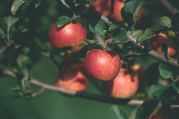 appetizing ripe red apples on tree branches in garden