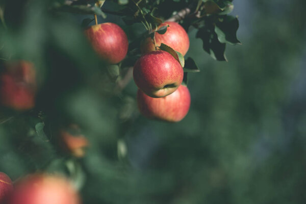 selective focus of ripe red apples on tree branches in garden