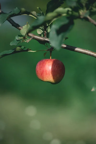 Una Manzana Roja Madura Rama Del Árbol Jardín —  Fotos de Stock