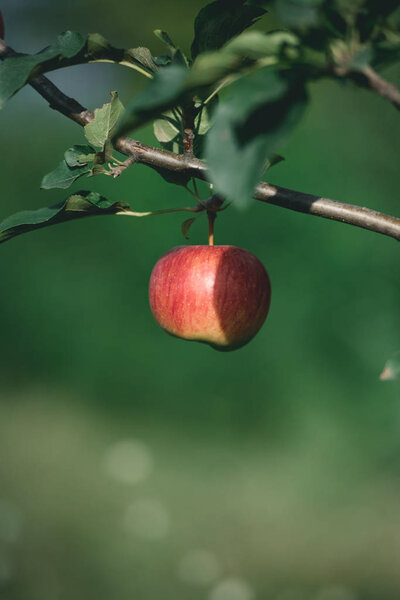 one ripe red apple on tree branch in garden