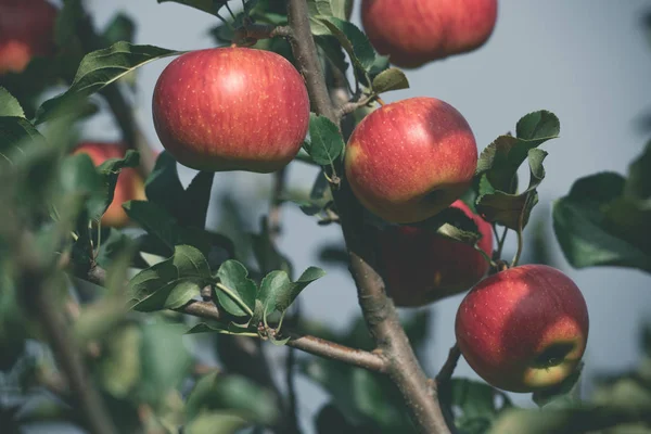 Gros Plan Pommes Rouges Mûres Sur Les Branches Arbres Dans — Photo