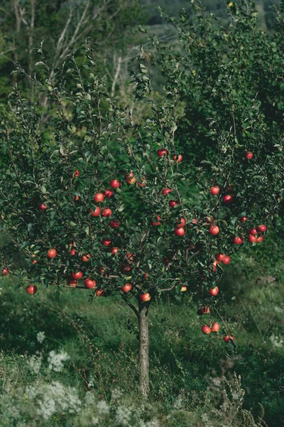 Orchard Dallarında Üzerinde Organik Kırmızı Elma Ile Elma Ağacı — Stok fotoğraf