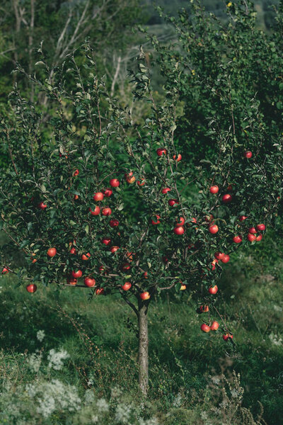 apple tree with organic red apples on branches in orchard