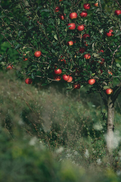 apple tree with ripe red apples on branches in garden