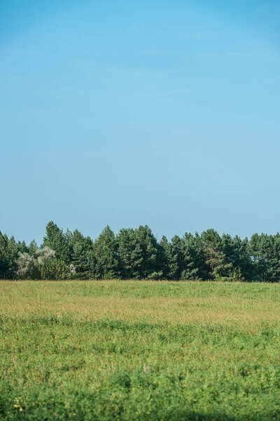 green plants on field, forest and clear sky in autumn