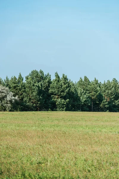 Zielone Pola Drzewa Błękitne Niebo Jesienią — Zdjęcie stockowe
