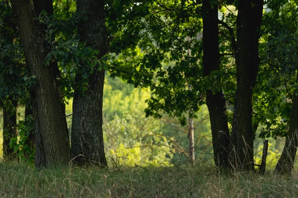 Зелена Трава Стовбури Дерев Осінньому Лісі — стокове фото