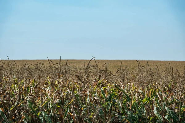 Herbstliches Feld Mit Reifem Mais Und Blauem Himmel — Stockfoto