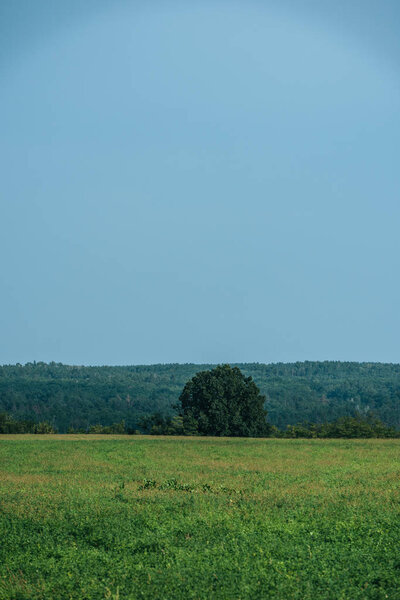 green grass, forest and clear sky in autumn