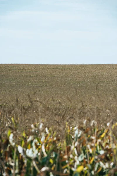 Selective Focus Autumnal Field Corn Blue Clear Sky — Free Stock Photo