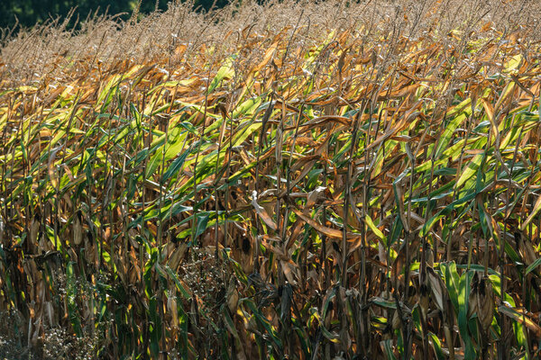 осеннее засыхание кукурузного поля в ветреную погоду

