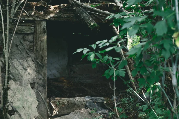 Abandoned Old Building Wooden Boards Green Leaves — Free Stock Photo