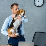 Guapo hombre de negocios sosteniendo beagle cerca de la mesa con teléfono inteligente y portátil en la oficina moderna