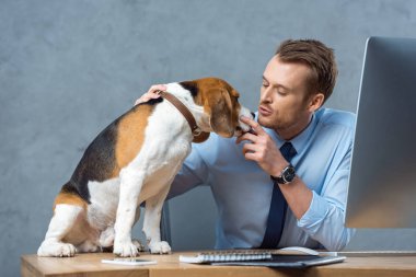 neşeli işadamı sevimli beagle modern ofis masada oynamaya 