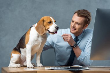 çok güzel beagle modern ofis masada oynamaya mutlu genç işadamı 